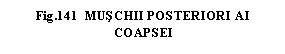 Text Box: .141  MUSCHII POSTERIORI AI COAPSEI