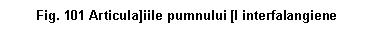 Text Box: . 101 Articula]iile pumnului [I interfalangiene