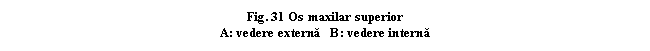 Text Box: . 31 Os maxilar superior
A: vedere externa B: vedere interna
