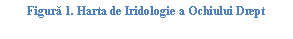 Text Box: ura 35. Harta de Iridologie a Ochiului Drept