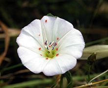 https://upload.wikimedia.org/wikipedia/commons/thumb/c/ca/Convolvulus_arvenvis_with_mites.jpg/220px-Convolvulus_arvenvis_with_mites.jpg